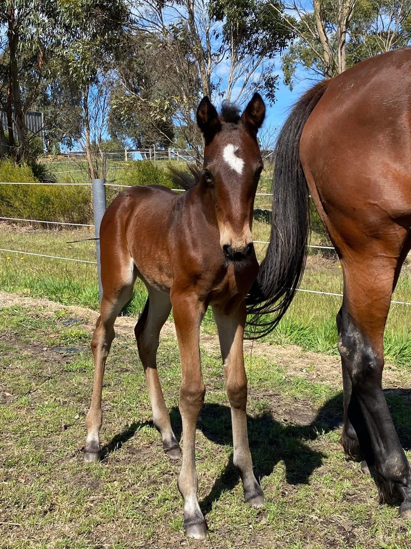 kahula-as-a-foal kahula-as-a-foal